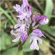 Insegnante d’inglese impartisce lezioni a tutti i livelli, sia a singoli che gruppi